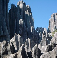 Stone Forest